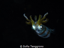 Sepioteuthis lessoniana juvenile by Sofia Tenggrono 